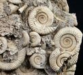 Tall Ammonite Cluster From Germany #8828-3